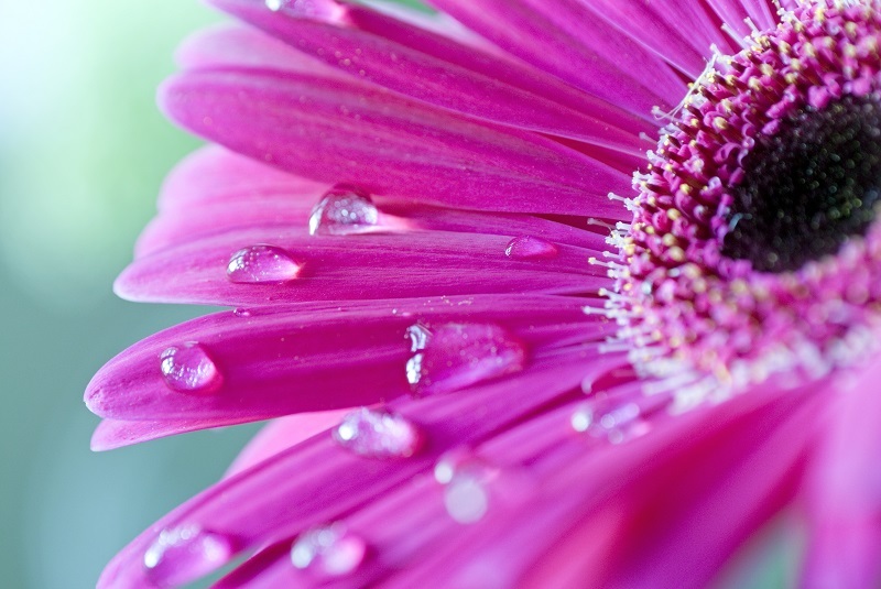 flowers flowers  / of flowers