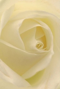 In this evocative detail, what unfolds is the very essence of a rose-a portrait shaped in luminous, swirling layers of ivory and cream, reminiscent of the misty mornings by the Limehouse Cut. Each petal appears almost transparent, beckoning a gentle touch, while the velvety texture suggests a sense of cherished softness. The lighting filters through soft and even, caressing the subtle gradations between pale citron and creamy white. As the eye traces the perfect spiral, a feeling of poised calm emerges, much like the hush that settles over local gardens at sunrise. This image evokes the quiet promise of a celebration yet to begin; whether meant as an anniversary tribute to a loved one or a delicate token of affection exchanged near Canary Wharf, it is a gesture that speaks clearer than words. The rose's pristine form, depicted in such close focus, conveys enduring beauty-timeless, serene, and filled with the subtle grace one finds in tranquil Limehouse corners or riverside walks. The imagined scent is faint yet uplifting, imbuing a sense of comfort that reflects the skilled artistry and care behind every arrangement prepared for Limehouse's residents and visitors alike.